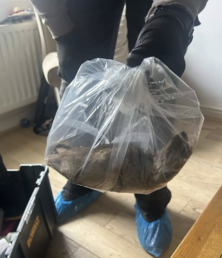 Rato gigante do “tamanho de um cachorro” encontrado em casa por controladores de pragas