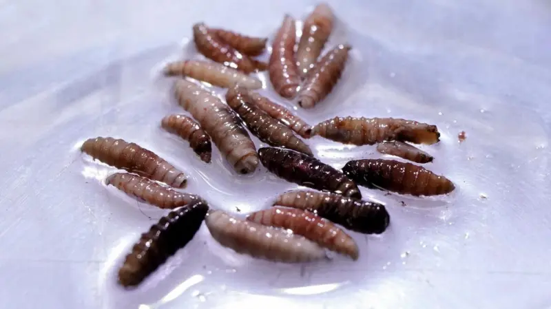 EUA confirma primeiro caso de infecção por verme parasita comedor de carne Um surto da mosca varejeira-do-novo-mundo foi confirmado na América Central e no México