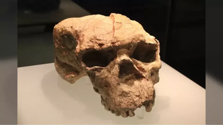 Crânio de um milhão de anos pode reescrever toda a evolução humana, segundo pesquisadores