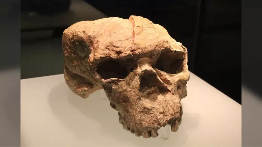 Crânio de um milhão de anos pode reescrever toda a evolução humana, segundo pesquisadores