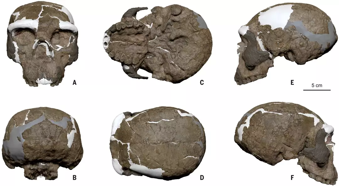 Crânio de um milhão de anos pode reescrever toda a evolução humana, segundo pesquisadores
