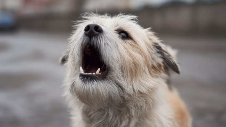 O que significa quando um cão late só para algumas pessoas, masnão para outras?