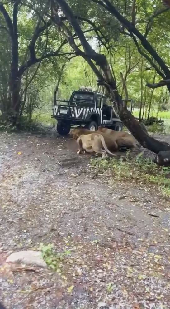 Zelador de zoológico é devorado por um bando de leões em ataque horrível diante de turistas Os leões mastigaram seu corpo até expor o osso (Viral Press)
