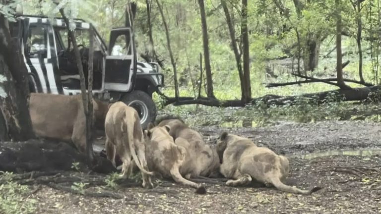 Zelador de zoológico é devorado por um bando de leões em ataque horrível diante de turistas