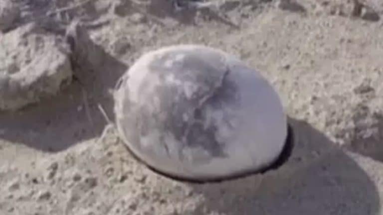 Arqueólogos descobrem ovo de 70 milhões de anos "perfeitamente preservado" que pode mudar tudo o que sabemos