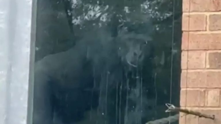 Exploradores urbanos encontram gorilas batendo na janela de zoológico, mesmo ele tendo sido fechado há anos