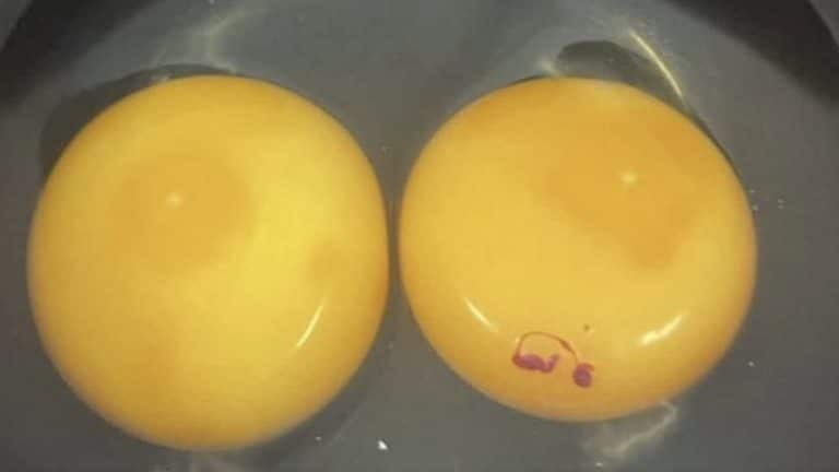 O que significa aquela mancha vermelho escura que às vezes tem na gema do ovo?