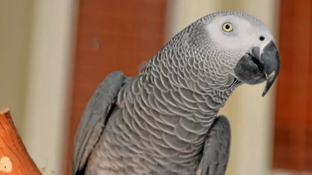 Papagaio desaparecido por quatro anos retorna para casa falando espanhol