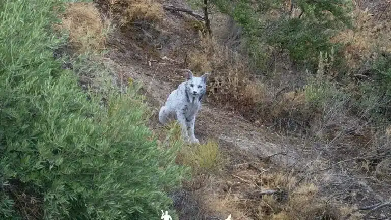 Pessoas ficam impressionadas quando fotógrafo registra o "primeiro" lince-ibérico branco, antes considerado extinto