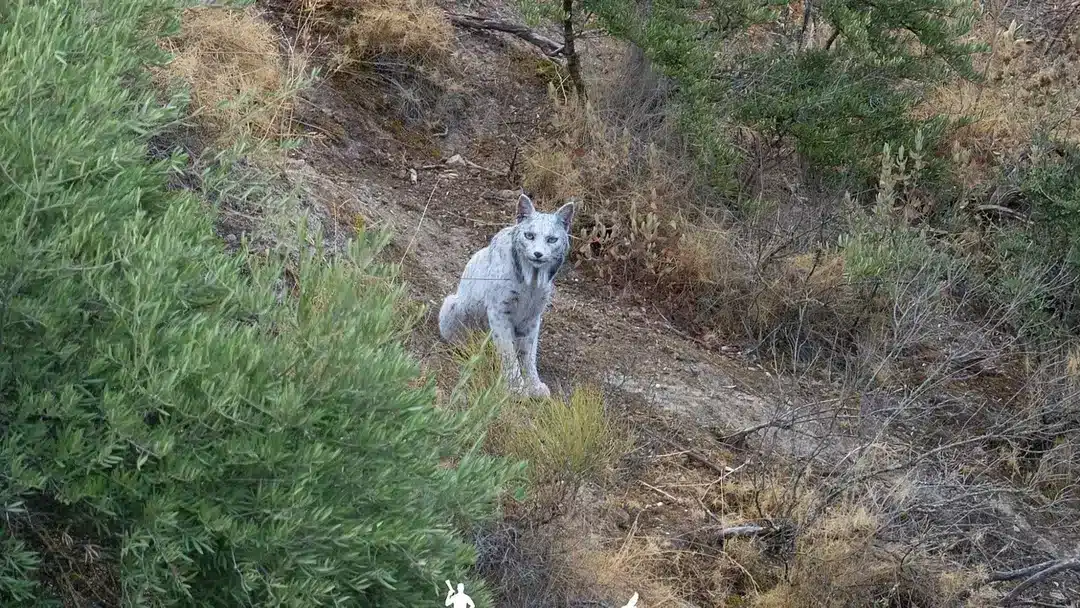 Fotógrafa registra o “primeiro” lince-ibérico branco, antes considerado extinto