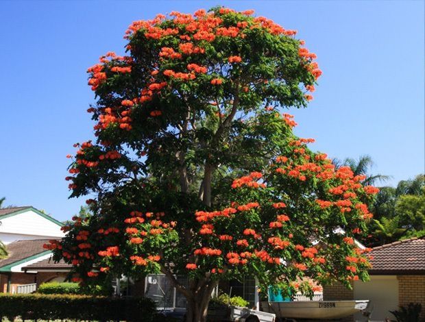 Spathodea campanulata