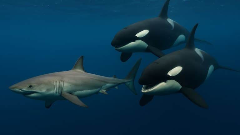 As orcas aprenderam a caçar tubarões-brancos de um jeito tão brutal que beira o sadismo