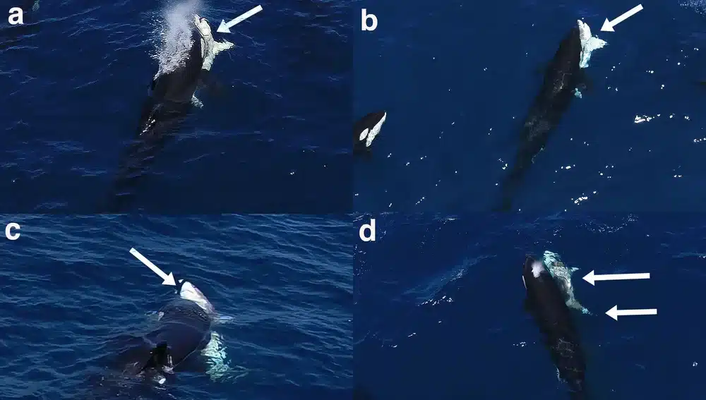 As orcas aprenderam a caçar tubarões-brancos de um jeito tão brutal que beira o sadismo As orcas aprenderam a caçar tubarões-brancos de um jeito tão brutal que beira o sadismo
