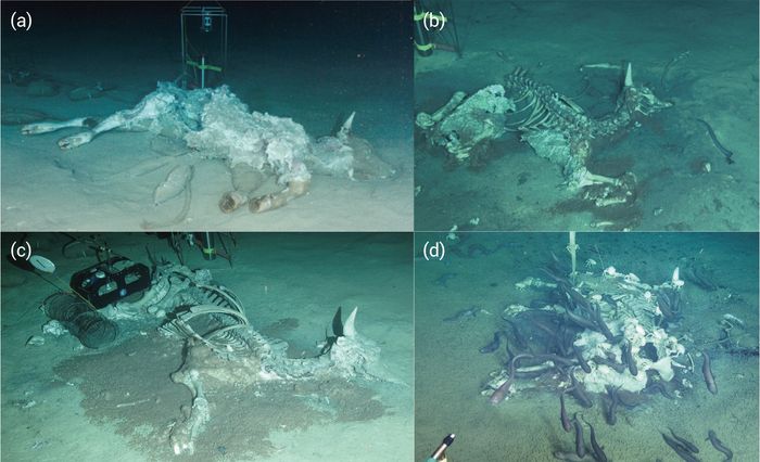 Cientistas deixaram cair o cadáver de uma vaca a 1.629 metros de profundidade no mar, e apareceram 8 visitantes nunca antes vistos Cientistas deixaram cair o cadáver de uma vaca a 1.629 metros de profundidade no mar, e apareceram 8 visitantes nunca antes vistos