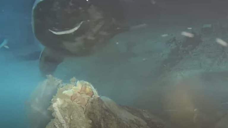 Cientistas deixaram cair o cadáver de uma vaca a 1.629 metros de profundidade no mar, e apareceram 8 visitantes nunca antes vistos