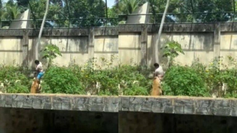 Homem invade jaula e é morto por leoa no zoológico de João Pessoa
