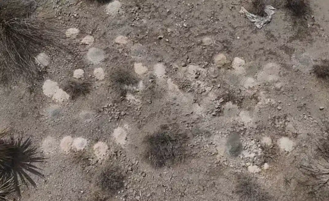 Busca em andamento após mais de 300 pilhas de restos humanos serem encontradas no deserto