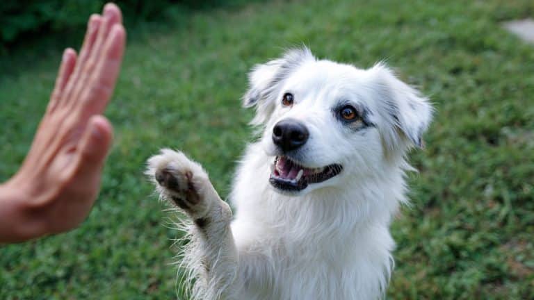 Simulação mostra o que os cães veem e ouvem quando olham para nós e isso deixou muita gente impressionada