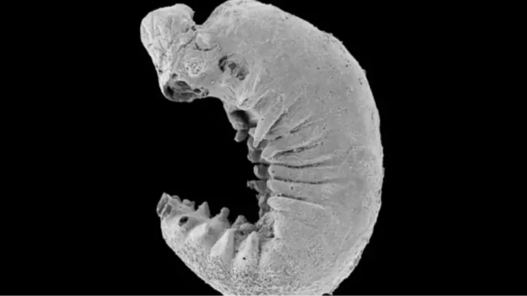 Cientistas fazem uma descoberta inacreditável dentro de um fóssil raro de 520 milhões de anos que os deixou de "queixo caído"