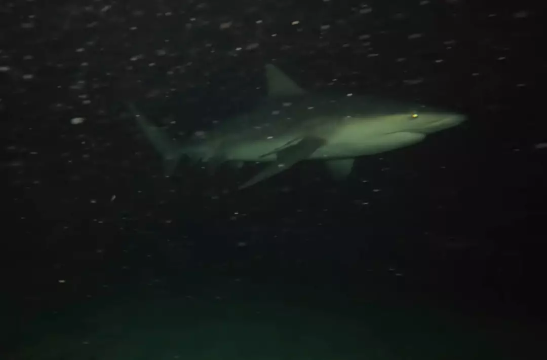 Ele capturou imagens arrepiantes de tubarões nadando após o anoitecer (YouTube/@OdiFroilan)