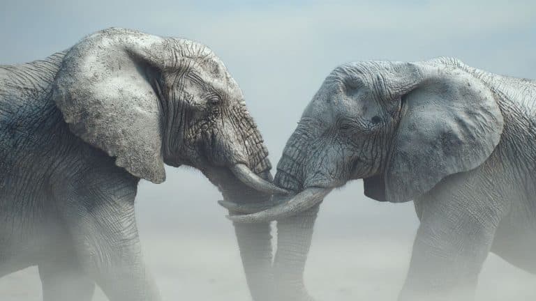 Elefante em fúria mata 22 pessoas e deixa moradores dormindo nos telhados enquanto as buscas pelo animal continuam