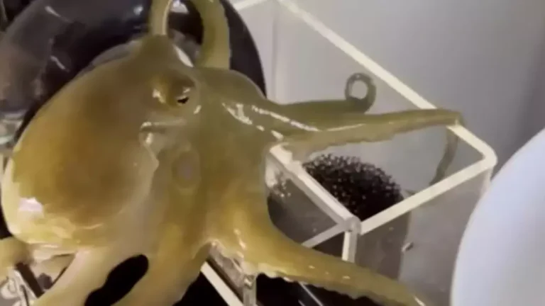 Pai compartilha mensagem após comprar polvo de estimação para filho de nove anos, que destruiu sua casa.