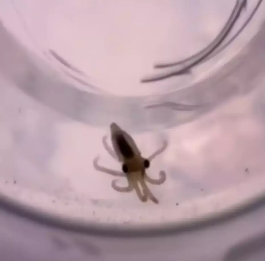 Pai compartilha mensagem após comprar polvo de estimação para filho de nove anos, que destruiu sua casa Todos os descendentes de Terrance acabariam falecendo após sua morte (TikTok/doctoktopus)