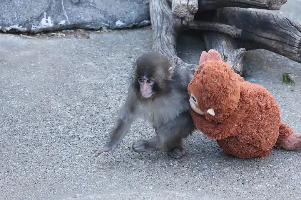 Zoológico divulga comunicado após macaco abandonado pela mãe ser atacado em imagens chocantes que viralizaram