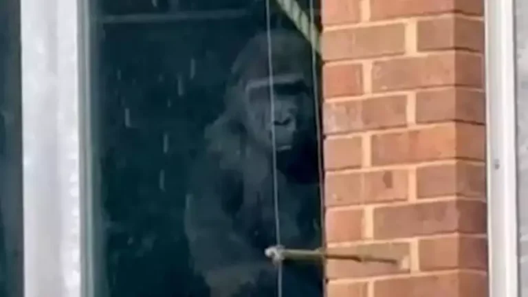Grande atualização sobre gorilas descobertos batendo na janela de um zoológico que foi fechado há anos