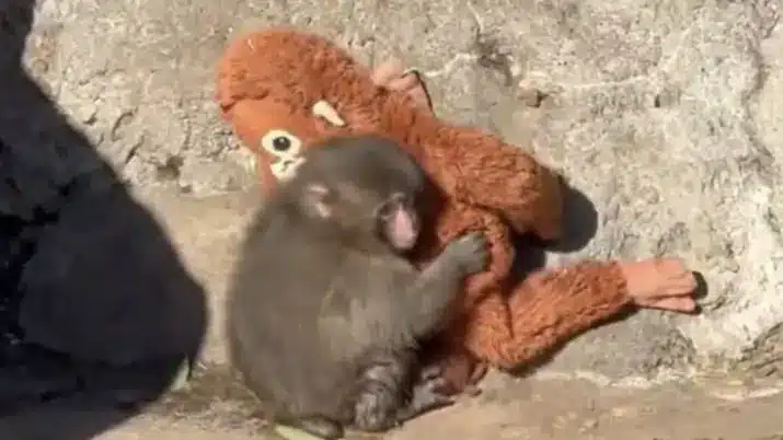 Zoológico divulga comunicado após macaco abandonado pela mãe ser atacado em imagens chocantes que viralizaram