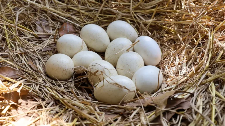 As pessoas estão descobrindo agora por que não podemos comer ovos de peru