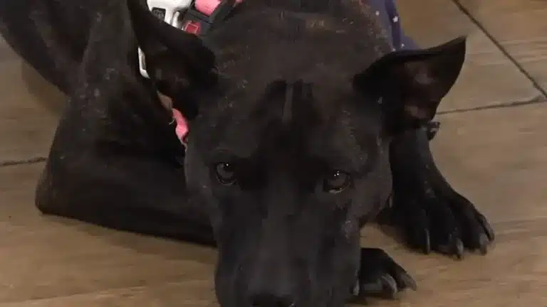 Homem cria vacina contra o câncer para seu "melhor amigo" cachorro usando o ChatGPT