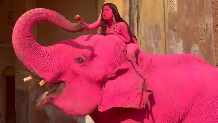 Fotógrafo defende pintar elefante de rosa-choque enquanto o animal morre pouco depois da sessão de fotos