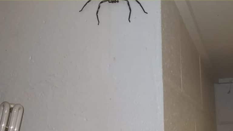 Homem australiano explica por que deixou uma aranha do tamanho do seu rosto viver em sua casa por um ano