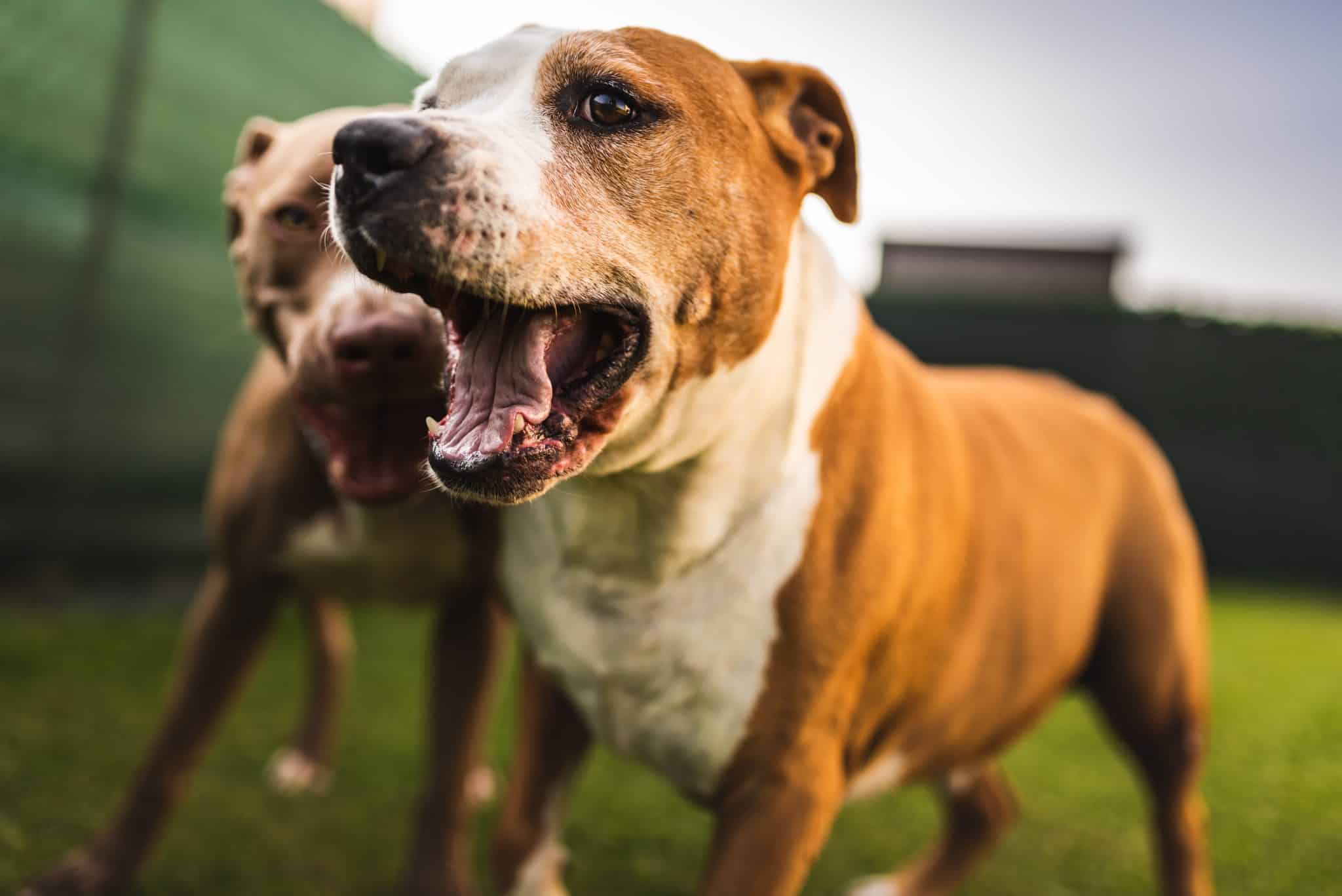 O que significa quando um cão rosna para uma pessoa?
