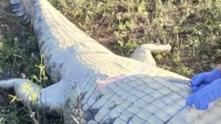 Corpo de empresário é achado dentro de crocodilo gigante