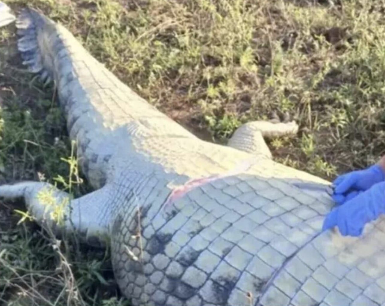 Corpo de empresário é achado dentro de crocodilo gigante
