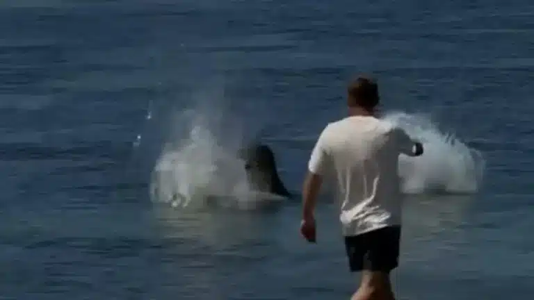 Homem recebe recompensa após agredir turista que jogou uma pedra em uma foca querida pela comunidade