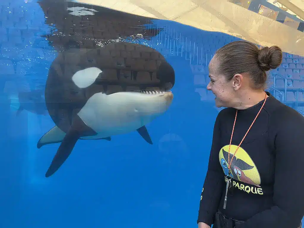 Grande atualização sobre duas orcas "deixadas para morrer" em um parque marinho abandonado Quatro orcas já estão alojadas no Loro Parque