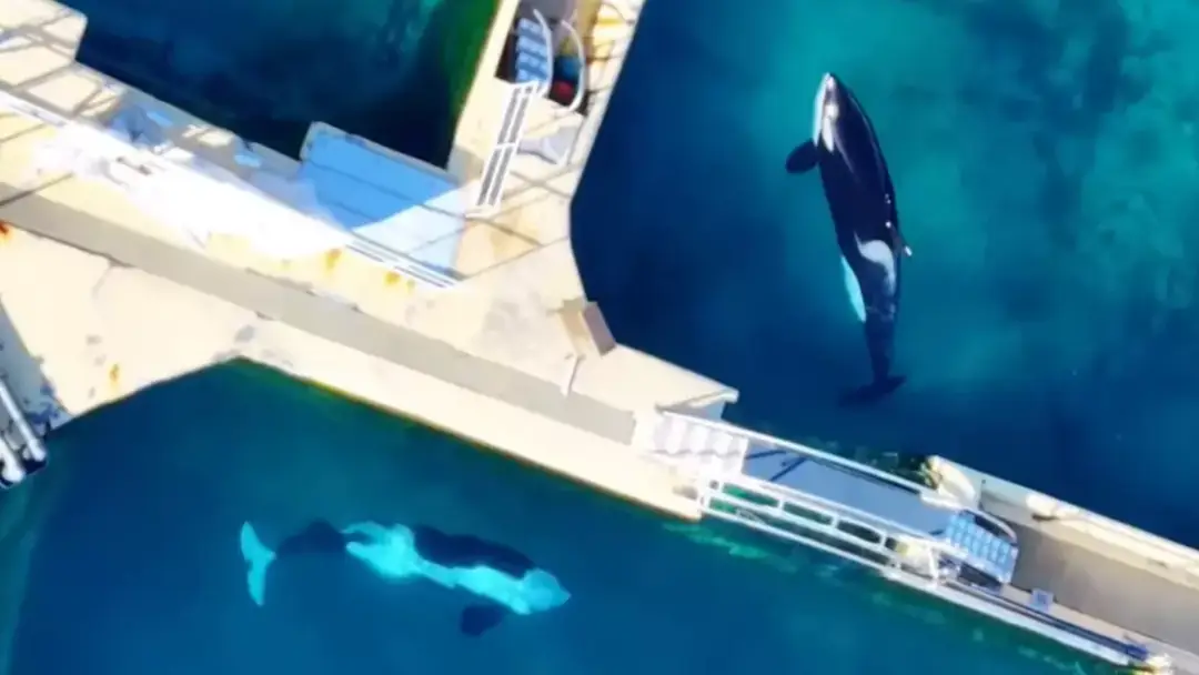 Grande atualização sobre duas orcas "deixadas para morrer" em um parque marinho abandonado Vídeos comoventes capturaram as orcas ainda se apresentando (@ wearetidebreakers/Instagram)