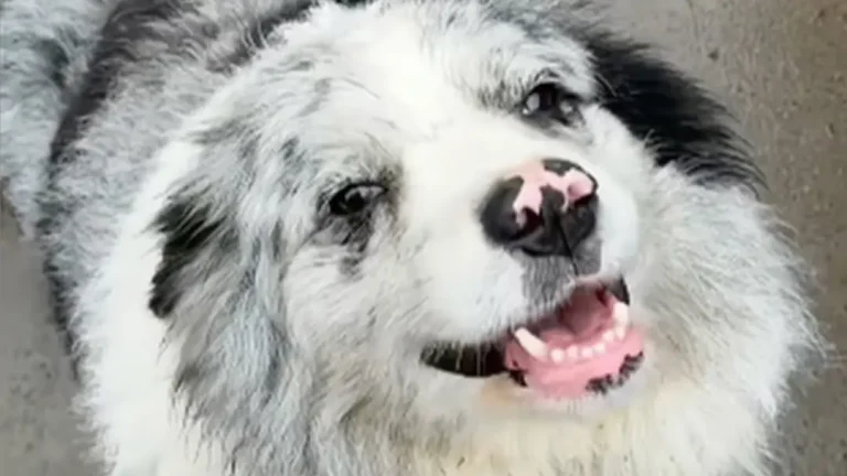 Cachorro com 1,5 milhão de seguidores teria sido roubado, vendido a um restaurante por R$ 130 e abatido para consumo