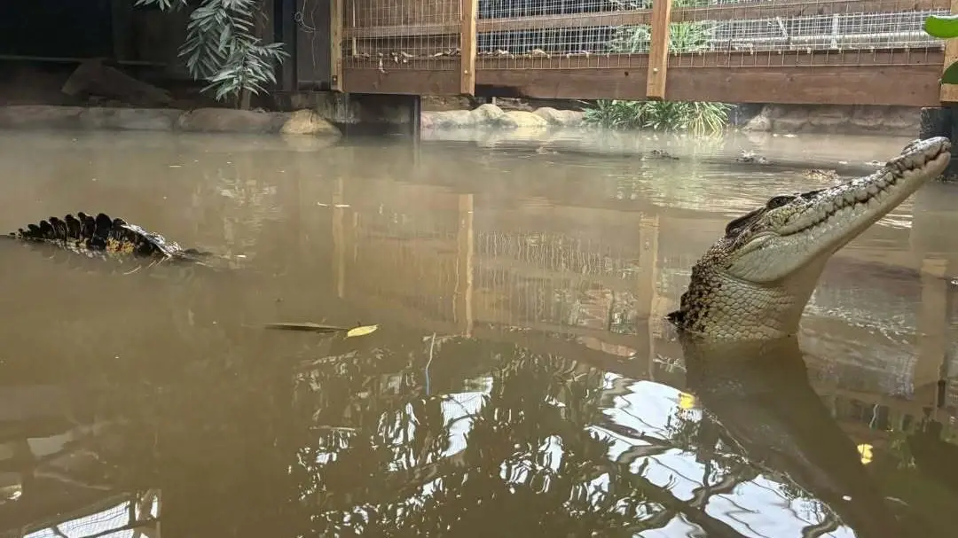 Criança de 3 anos é jogada em recinto de crocodilos em zoológico, e homem é preso