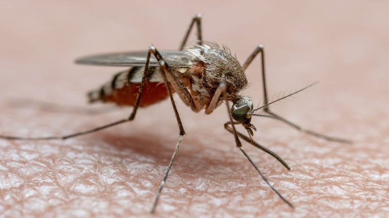 Google quer liberar 32 milhões de mosquitos infectados, segundo plano revelado