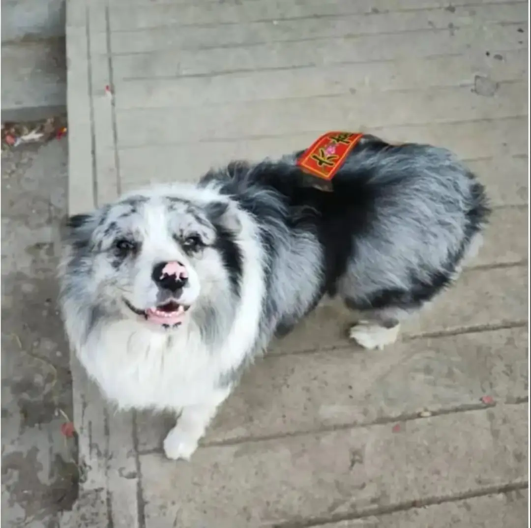 O animal de estimação desapareceu em 11 de maio, supostamente roubado da casa dos pais de Guo (Douyin).