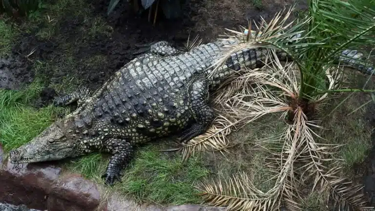 Novos detalhes comoventes são revelados após menino de 3 anos ser jogado em recinto de crocodilos em um zoológico
